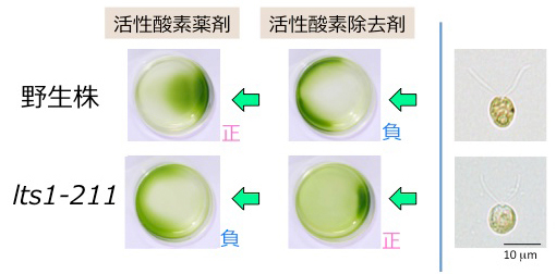 （左）クラミドモナス培養液をシャーレにいれて右から光を当てたもの。野生株細胞は活性酸素薬剤を加えると正、活性酸素除去剤を加えると負の走光性を示す。一方、新たに単離したlts1-211株は逆の走光性を示す。（右）顕微鏡観察すると、lts1-211細胞には赤い眼点が存在しなかった。