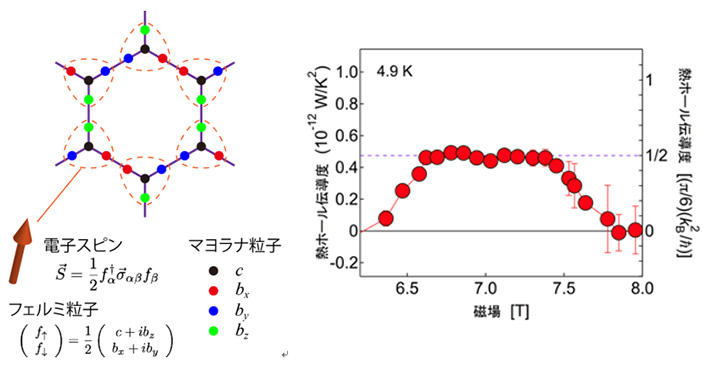 （左）キタエフ模型のイメージ図。蜂の巣格子の格子点上の電子スピンが複数のマヨラナ粒子に分裂する。（右）α-RuCl3の熱ホール伝導度の磁場依存性。磁場を変化させると、ある磁場範囲で熱ホール伝導度が量子化熱伝導度（= （π/6）（kB2/ħ））の1/2倍で一定となり、半整数量子化が観測された。