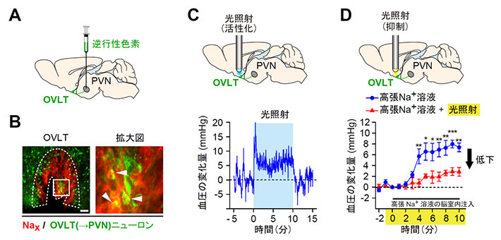 Naxによる血圧上昇は、OVLT（→PVN）ニューロンの活性化を介して起こっている