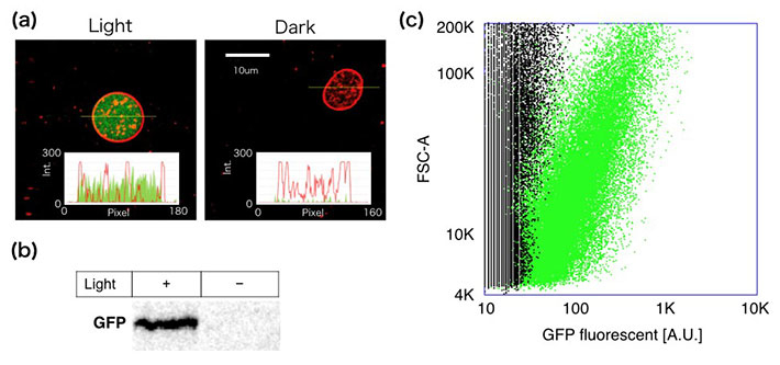 （a）光によりGFPを合成する人工細胞と、（b）合成されたGFPのタンパク質電気泳動による可視化。（c）光を当てた人工細胞の内、約60%が有意GFPを合成した。