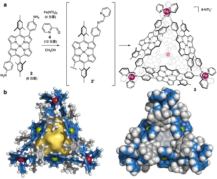 図2. （a）反芳香族壁のナノ空間を有する分子ケージ3の合成 （b）分子ケージ3のX線結晶構造解析結果。左：stickモデル（黄色は内部空間を示す）、右：CPKモデル