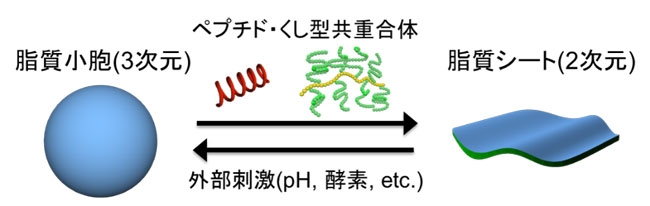 人工シャペロンにより脂質二重膜の2次元／3次元構造の高効率で可逆的な変換に初めて成功