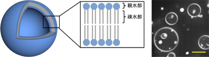 脂質小胞の模式図と共焦点顕微鏡による観察像（スケールバー : 10 μm）