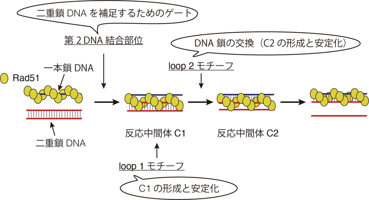 図3. DNA鎖交換反応におけるRad51リコンビナーゼのDNA結合モチーフの役割