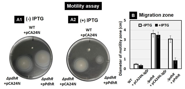 図3. PdhRが運動性に与える影響。軟寒天培地上での大腸菌の運動性試験結果（A）とその比較（B）。