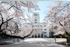 大岡山キャンパスの桜　本館と桜。卒業式、入学式の思い出の風景になります。