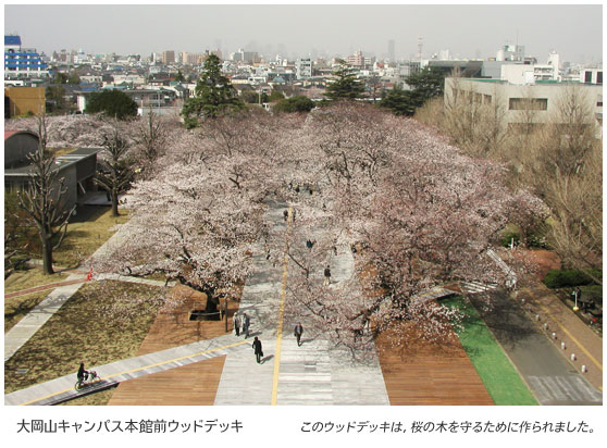 大岡山キャンパス本館前ウッドデッキ　このウッドデッキは、桜の木を守るために作られました。