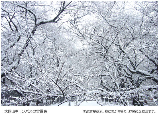 大岡山キャンパスの雪景色　本館前桜並木。枝に雪が積もり、幻想的な風景です。