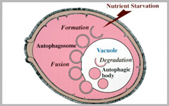 酵母は飢餓状態になると、まず細胞内に2重膜構造が出現する。その2重膜構造は、細胞質やオルガネラの一部を取り込み「オートファゴゾーム」となる。オートファゴゾームの外膜は液胞膜と融合し、内容物は液胞内に取り込まれる。液胞内に取り込まれた内容物はそこで、分解酵素によって分解される
