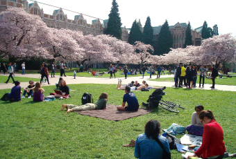 ワシントン大学の桜の季節