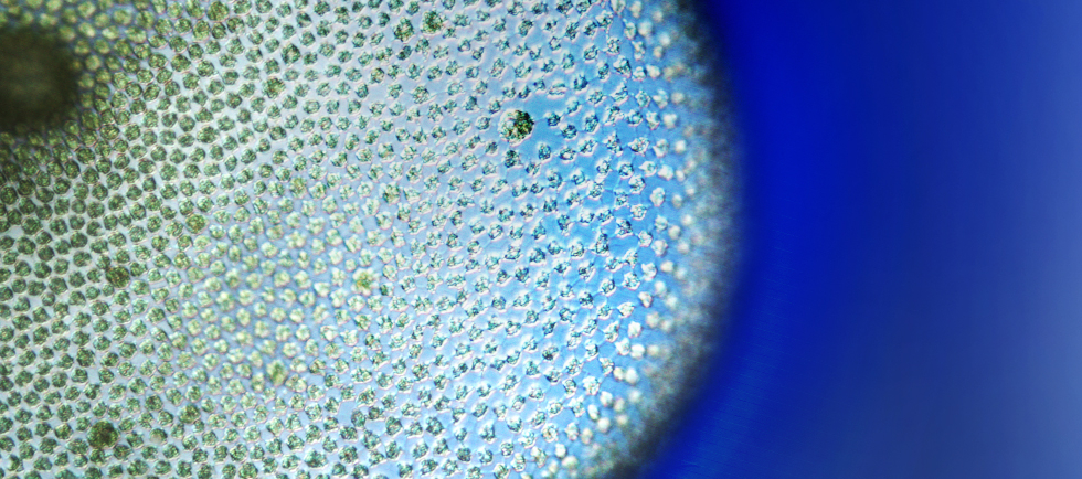 'Division of labor' between hemispheres of multicellular spheroidal alga controls light-sensitive movement