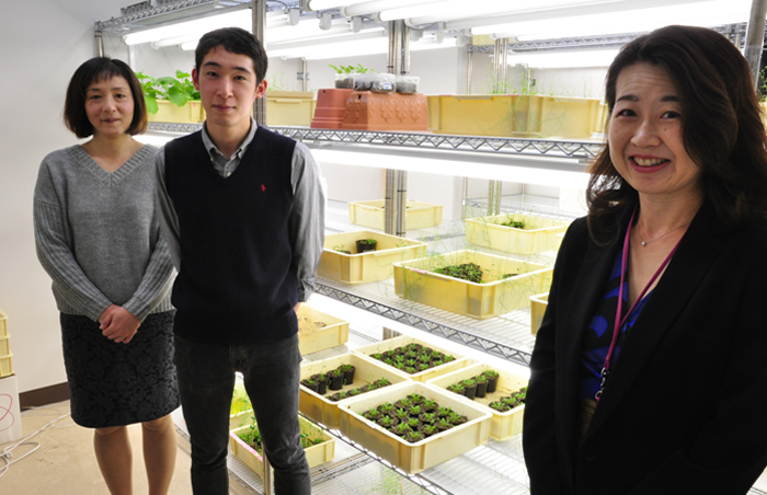 A new transgenic plant to produce biofuel