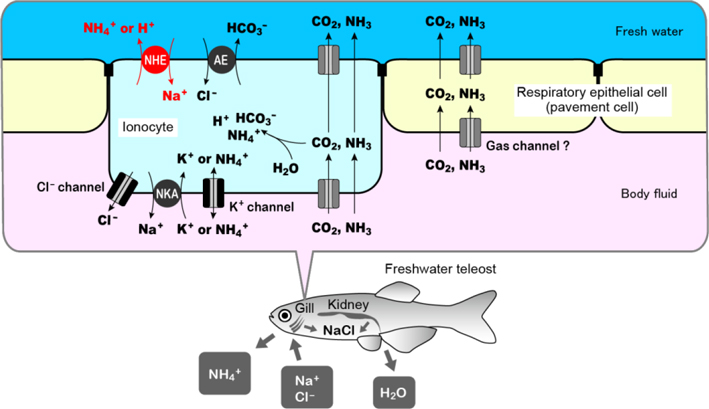 Systems that absorb nutrient ions (Na+, Cl−) in exchange with wastes (NH4+, CO2) in the gill of freshwater fish.
