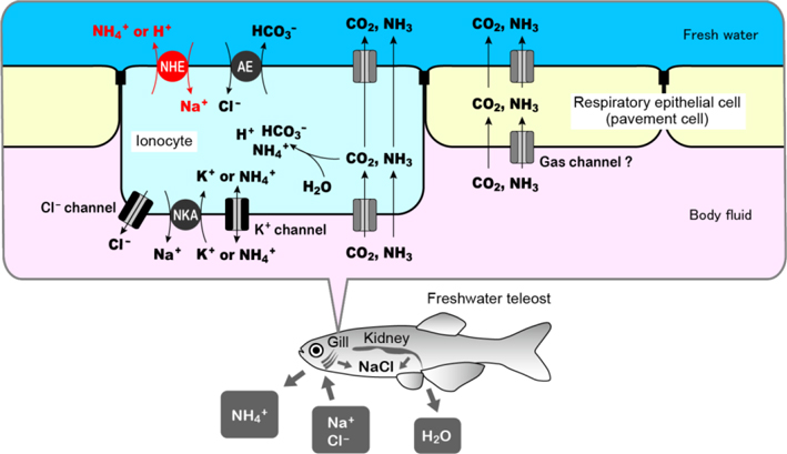 Systems that absorb nutrient ions (Na+, Cl−) in exchange with wastes (NH4+, CO2) in the gill of freshwater fish.