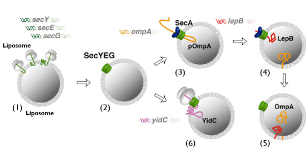 In vitro synthesis of SecYEG translocon, and the membrane translocation of pOmpA and LepB and the membrane insertion of YidC.