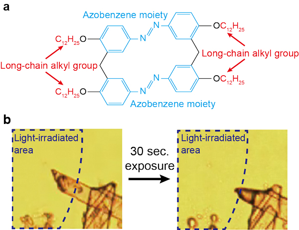 (a) Azobenzenes having a long-chain alkyl group targeted in the research.  (b) A micrograph observing the state in which crystal has been melted by ultraviolet irradiation.