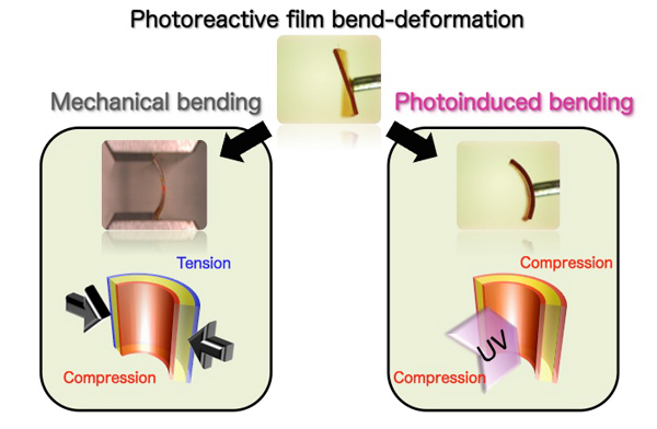 Surface expansion and contraction accompanying film bend-deformation. Even with the same film, different external stimulus results in different outer surface strain. This proved that mechanics unique to soft materials exist.