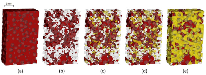 Flow of water around the trapped oil blobs (red). 