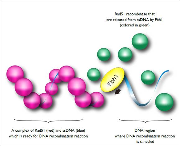Figure 2. A molecular model of preventing improper recombination events by Fbh1