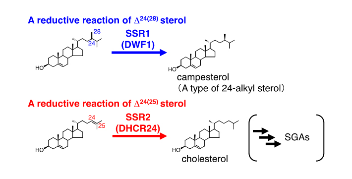 Figure: An example of reductive reactions of Δ24(28) and Δ24(25) sterols