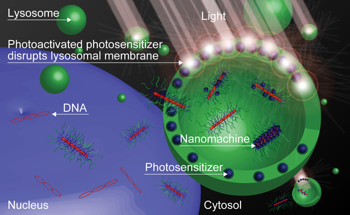 Figure caption: A new nanomachine created by researchers at Tokyo Tech promotes gene transfection in cancer tumors in mice, using a light-induced gene transfer system.