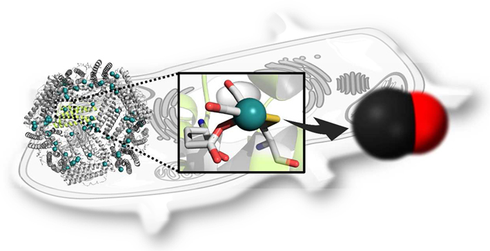 Protein engineered ferritin cages provide capsules for carbon monoxide releasing molecules that allow slow release for enhanced activation of nuclear factors inside the cells, according to research at Tokyo Institute of Technology and Nagoya University.