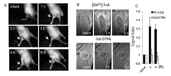 Bioimaging of Bone Regenerate Process.