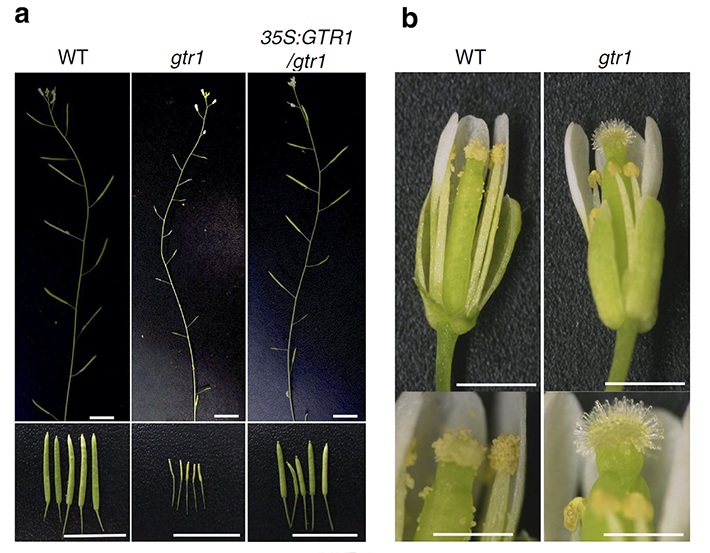 gtr1 phenotypes in flower. (a) The gtr1 mutant exhibited decreased seed production. The top panel shows representative primary flowering. The bottom panel shows representative seed capsules or fruit. Scale bar: 10 mm. (b) The gtr1 had shorter stamen filaments than the WT and failed in anther dehiscence. Scale bar: 0.5mm.