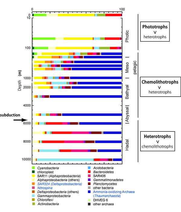 Prokaryotic SSU rRNA gene community composition along the water column in the Challenger Deep. Representative chemolithotrophic groups are shown by blue font.