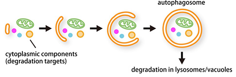 Research on the Molecular Mechanism that Drives Autophagy