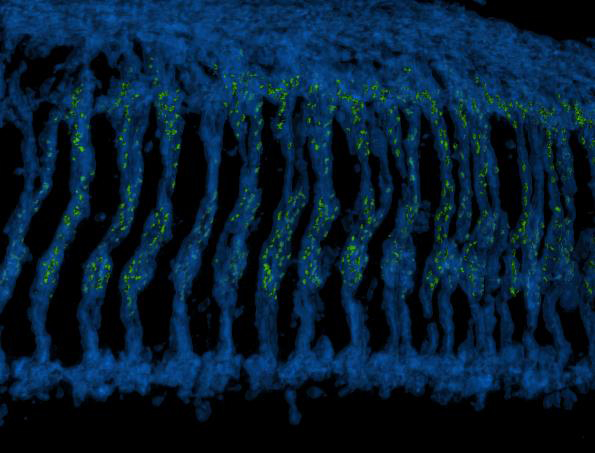 A 3D reconstructed image of the Drosophila optic ganglion where photoreceptor axons (blue) extend downwards to make connections with brain neurons. The synaptic connections formed by photoreceptors are highlighted with the active zone protein Bruchpilot and colored in green. Source: Atsushi Sugie