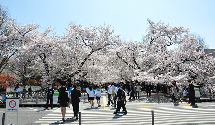 Cherry blossoms in full bloom