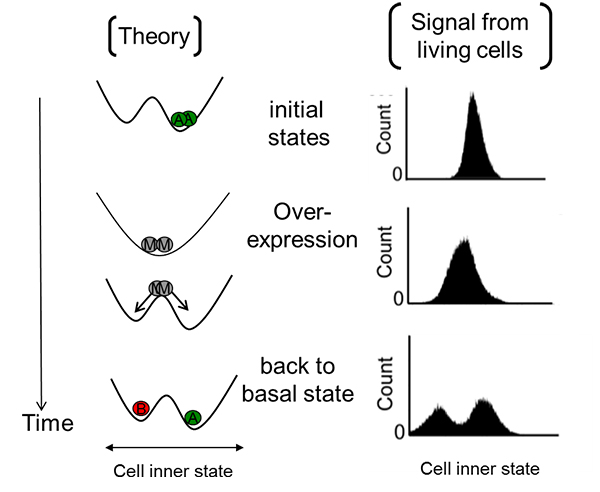 Temporal monostable system induced by gene-over expression can divide a cell population at basal state into two