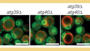 New degradation proteins show route to cell survival