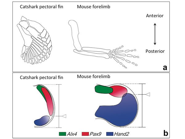 A catshark pectoral fin and a mouse forelimb. (a) Skeletal pattern. In a catshark fin, three basal bones are connected to the pectoral girdle, whereas in a mouse limb, a single basal bone is connected to the body trunk. (b) Expression patterns of genes involved in anterior-posterior patterning of fins/limbs. The balance of anterior field (Alx4, Pax9-positive region) and posterior field (Hand2-positive field) shifted in between a catshark pectoral fin and a mouse forelimb.