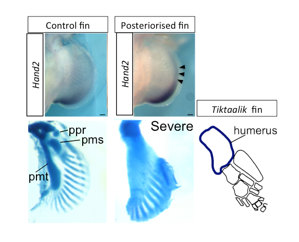 "Posteriorised" catshark fins. In control fins (left), Hand2 is expressed in the posterior margin, and three basal bones (ppr, pmr, pmt) are connected to the pectoral girdle. Whereas in "posteriorised" fins (middle), expression of Hand2 is extended anteriorly (arrowheads). In the severe case, a single basal bone is connected to the body trunk and number of distal radials is reduced. Interestingly, a fossil sarcopterygian Tiktaalik also had a single basal bone (humerus).