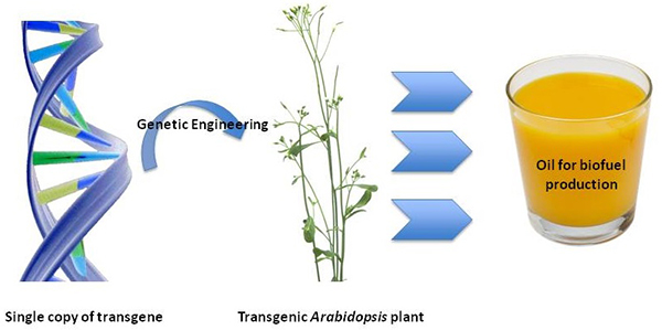 Transgenic plants using Tokyo Tech's novel lipid remodeling system have increased levels of triacylglycerol for biodiesel production.