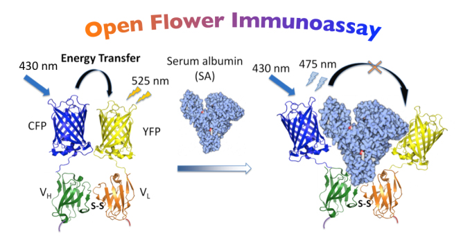 Scheme of the assay.