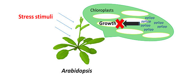 In a nutrient-deficient transgenic Arabidopsis plant, chloroplast development and function were found to be restricted by an increase in ppGpp—an important regulatory molecule in this molecular response.