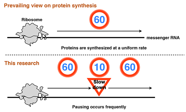 When proteins are being synthesized pausing occurs frequently.