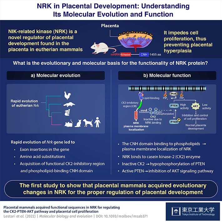 NRK in Placental Development: Understanding Its Molecular Evolution and Function