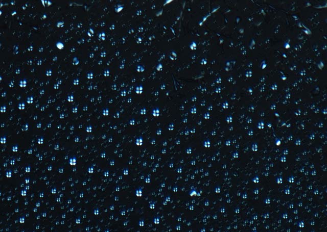 Liquid crystal coacervate droplets visualised by polarisation microscopy
