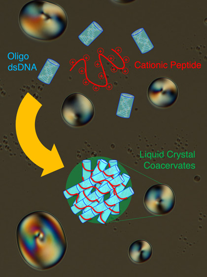 Schematic of the Liquid Crystal Coacervate System