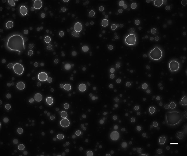 Aggregated structures formed from xenopolymers generated in simple drying reactions.