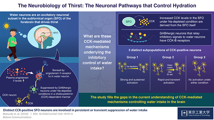 The Neurobiology of Thirst: The Neuronal Pathways that Control Hydration