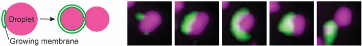 Autophagy 'eats' portions of liquid droplets in cells