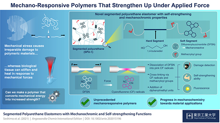 Mechano-Responsive Polymers That Strengthen Up Under Applied Force