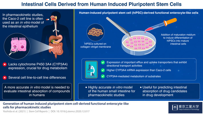 Generation of human-induced pluripotent stem cell-derived functional enterocyte-like cells for pharmacokinetic studies