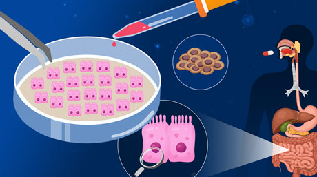 Today's Stem Cell Special: Small Intestine on a Plate!