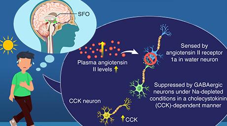 The Neurobiology of Thirst: The Neural Mechanisms that Control Hydration